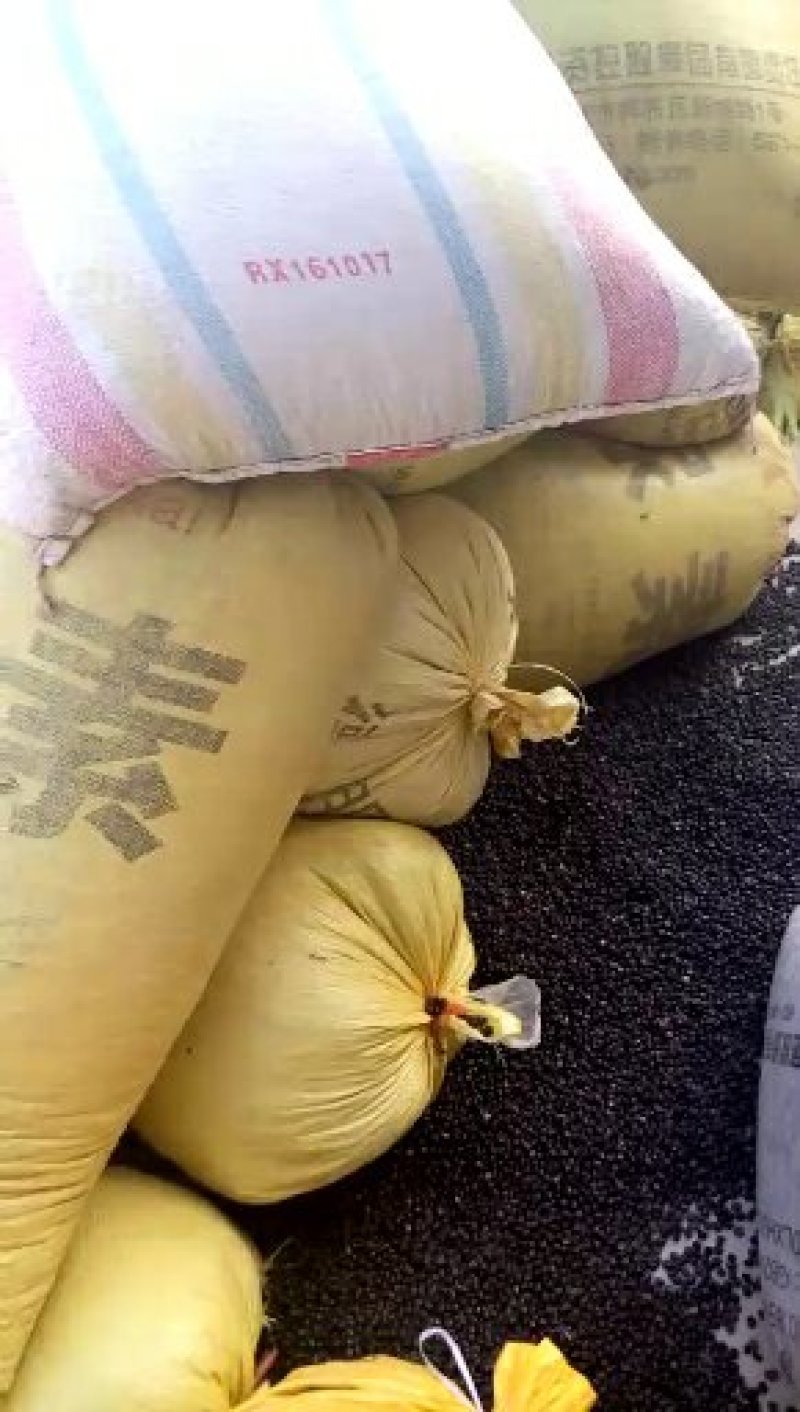 牡丹种子，精选育苗种子，新种子，人工挑拣，质量好价格低