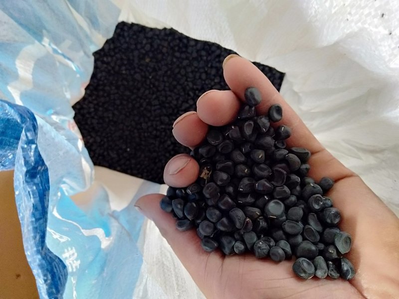 牡丹种子，精选育苗种子，新种子，人工挑拣，质量好价格低