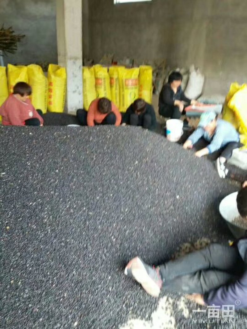 牡丹种子，精选育苗种子，新种子，人工挑拣，质量好价格低