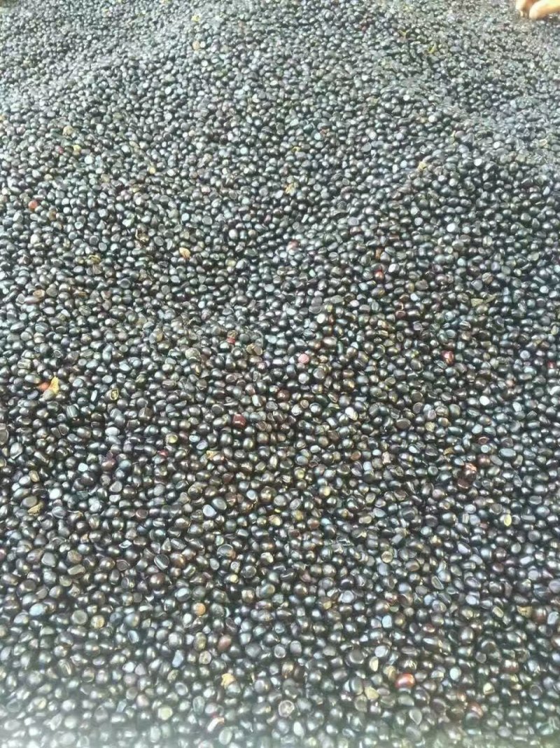 牡丹种子，精选育苗种子，新种子，人工挑拣，质量好价格低