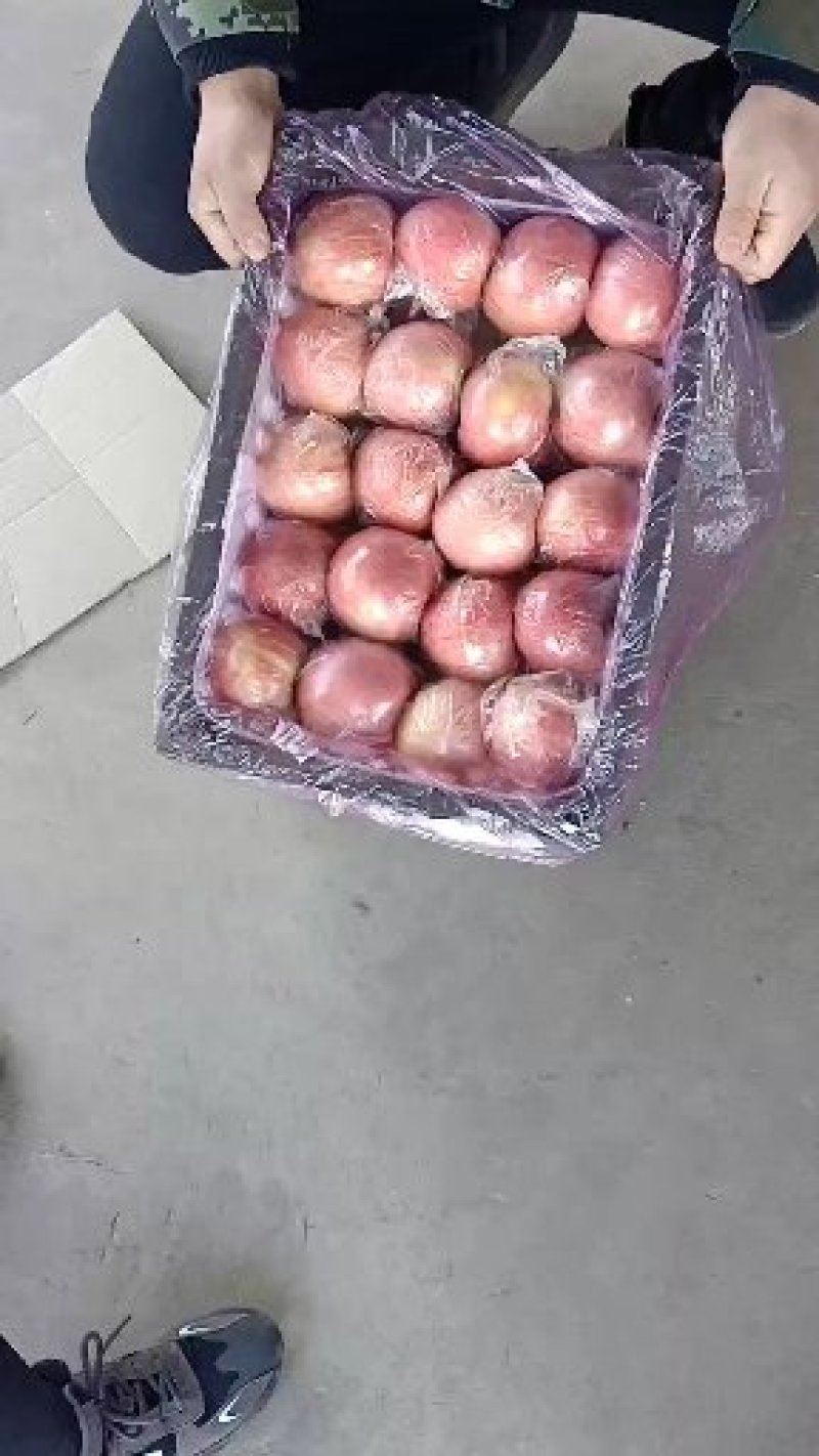 山西万荣纸加膜红富士现己大量上市，有条红有片红，货源充足