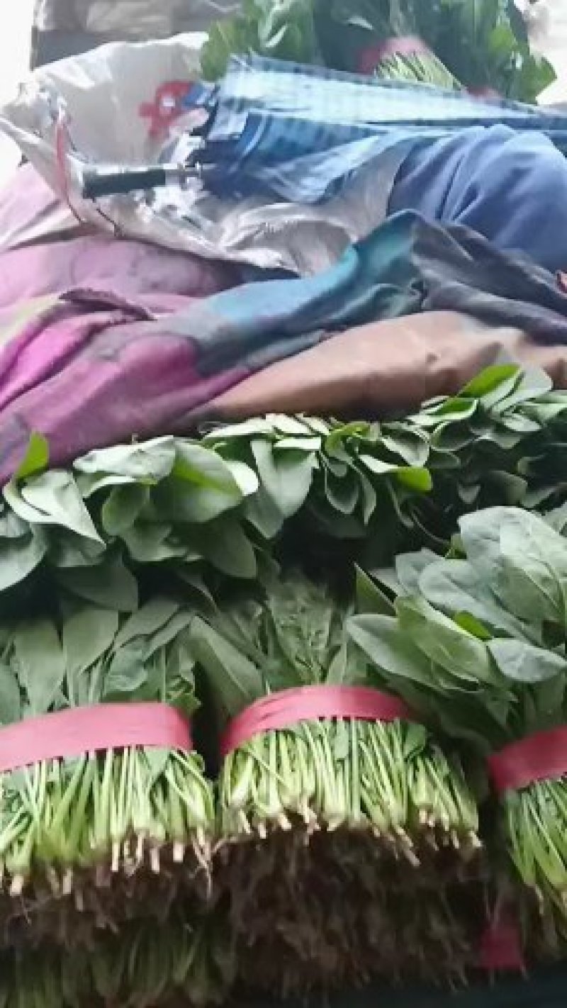 菠菜