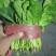 菠菜