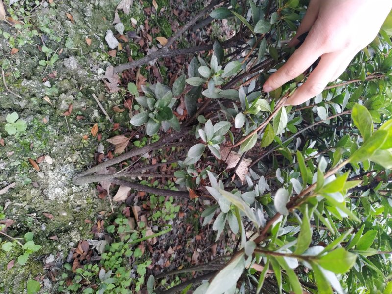 春鹃苗批发杜鹃地苗毛笼子25-40高四川郫县货源