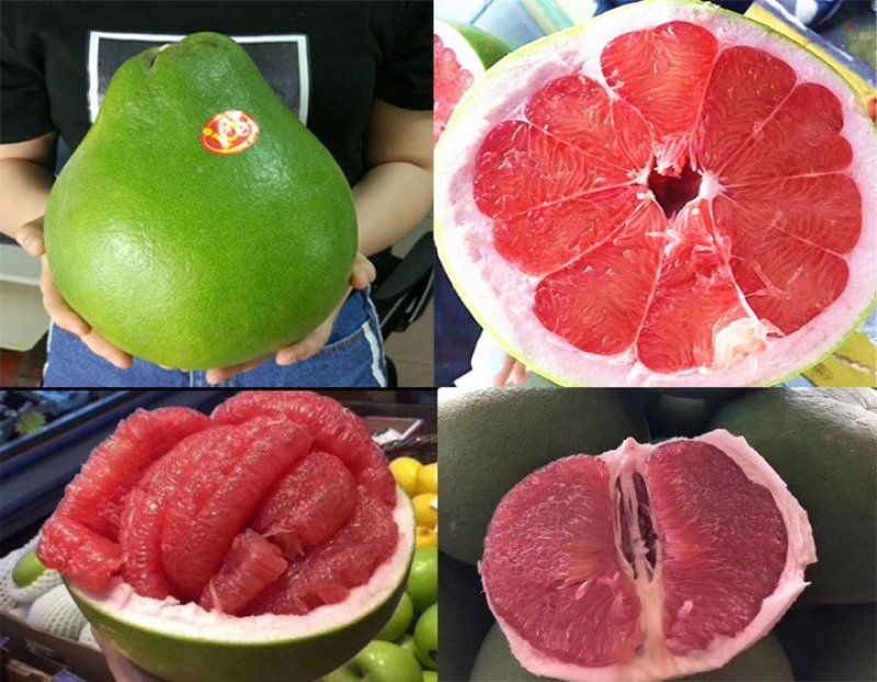 泰国红宝石青柚苗2020年新品种青皮红肉柚苗
