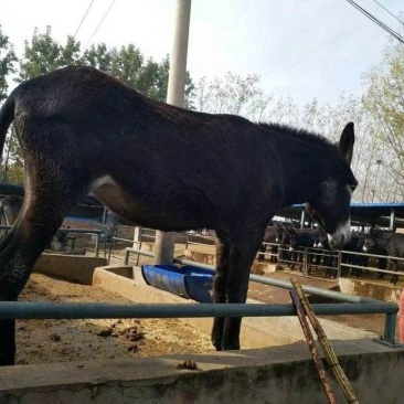 肉驴苗买十头送一头