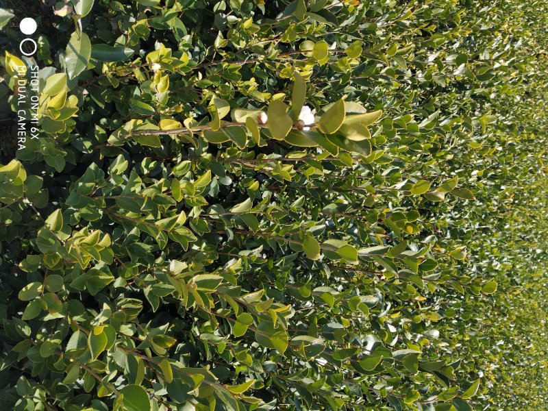 嫁接油茶苗，一年苗，二年苗供应