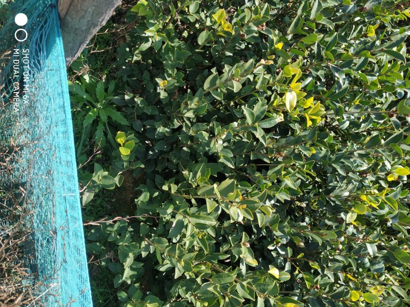 嫁接油茶苗，一年苗，二年苗供应