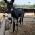 肉驴苗惠民补贴1000元/头