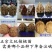 核桃苗嫁接核桃树苗薄皮盆栽地栽当年接果南方北方种植庭院果