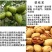 核桃苗嫁接核桃树苗薄皮盆栽地栽当年接果南方北方种植庭院果