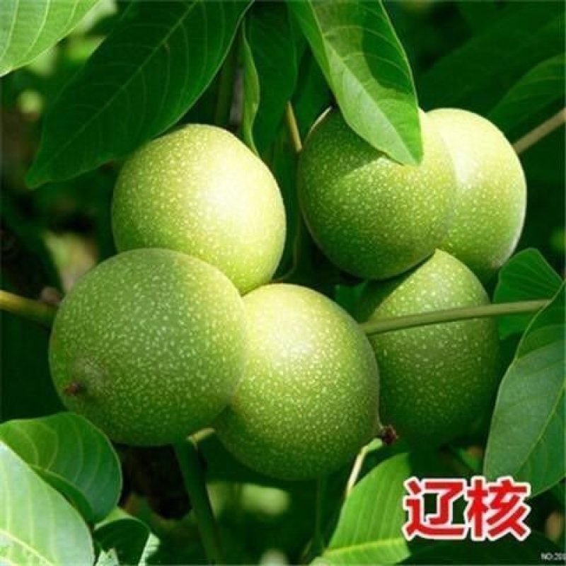 核桃苗嫁接核桃树苗薄皮盆栽地栽当年接果南方北方种植庭院果