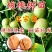 核桃苗嫁接核桃树苗薄皮盆栽地栽当年接果南方北方种植庭院果