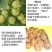 核桃苗嫁接核桃树苗薄皮盆栽地栽当年接果南方北方种植庭院果