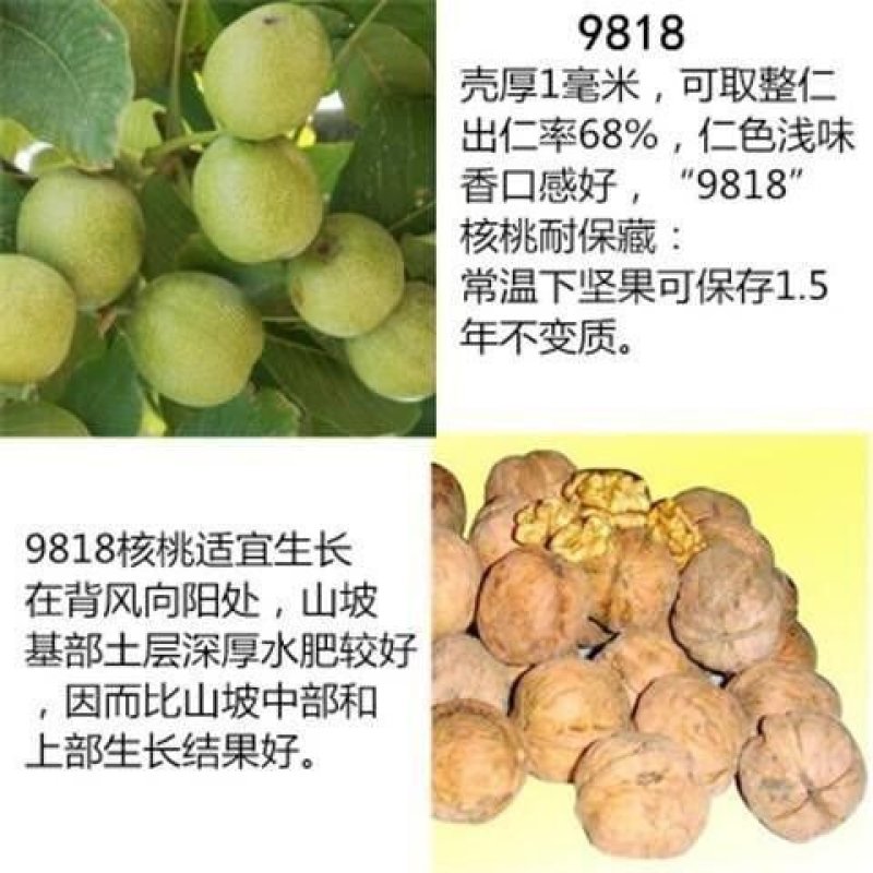 核桃苗嫁接核桃树苗薄皮盆栽地栽当年接果南方北方种植庭院果