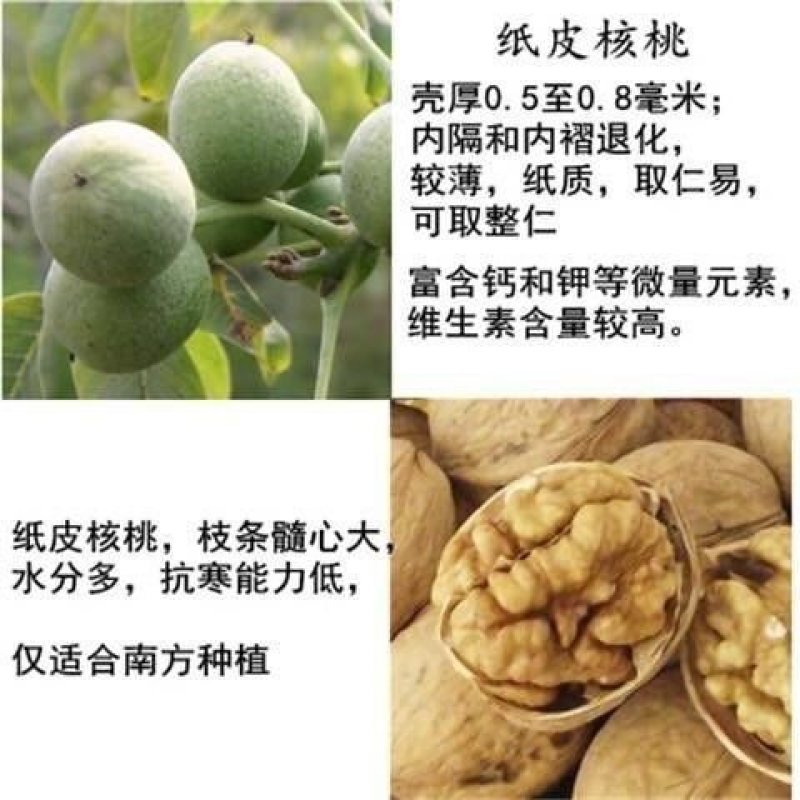 核桃苗嫁接核桃树苗薄皮盆栽地栽当年接果南方北方种植庭院果