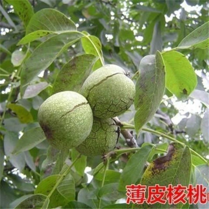 核桃苗嫁接核桃树苗薄皮盆栽地栽当年接果南方北方种植庭院果