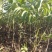 核桃苗嫁接核桃树苗薄皮盆栽地栽当年接果南方北方种植庭院果