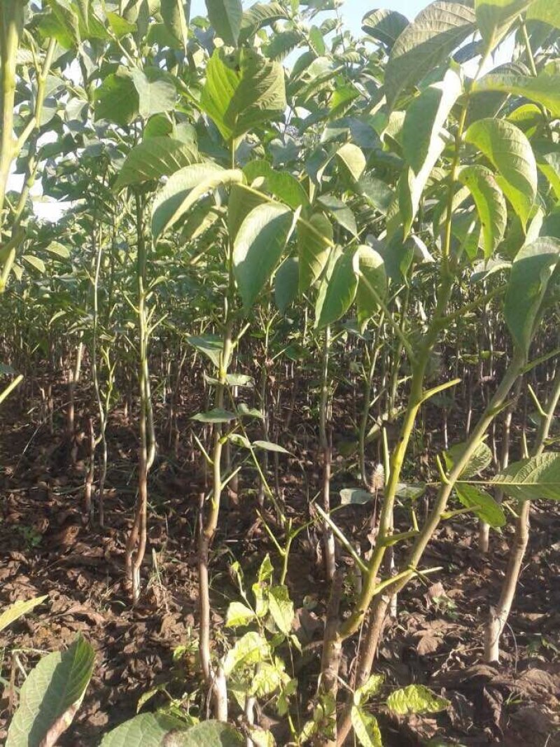 核桃苗嫁接核桃树苗薄皮盆栽地栽当年接果南方北方种植庭院果