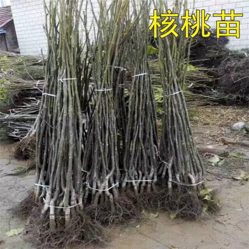 核桃苗嫁接核桃树苗薄皮盆栽地栽当年接果南方北方种植庭院果