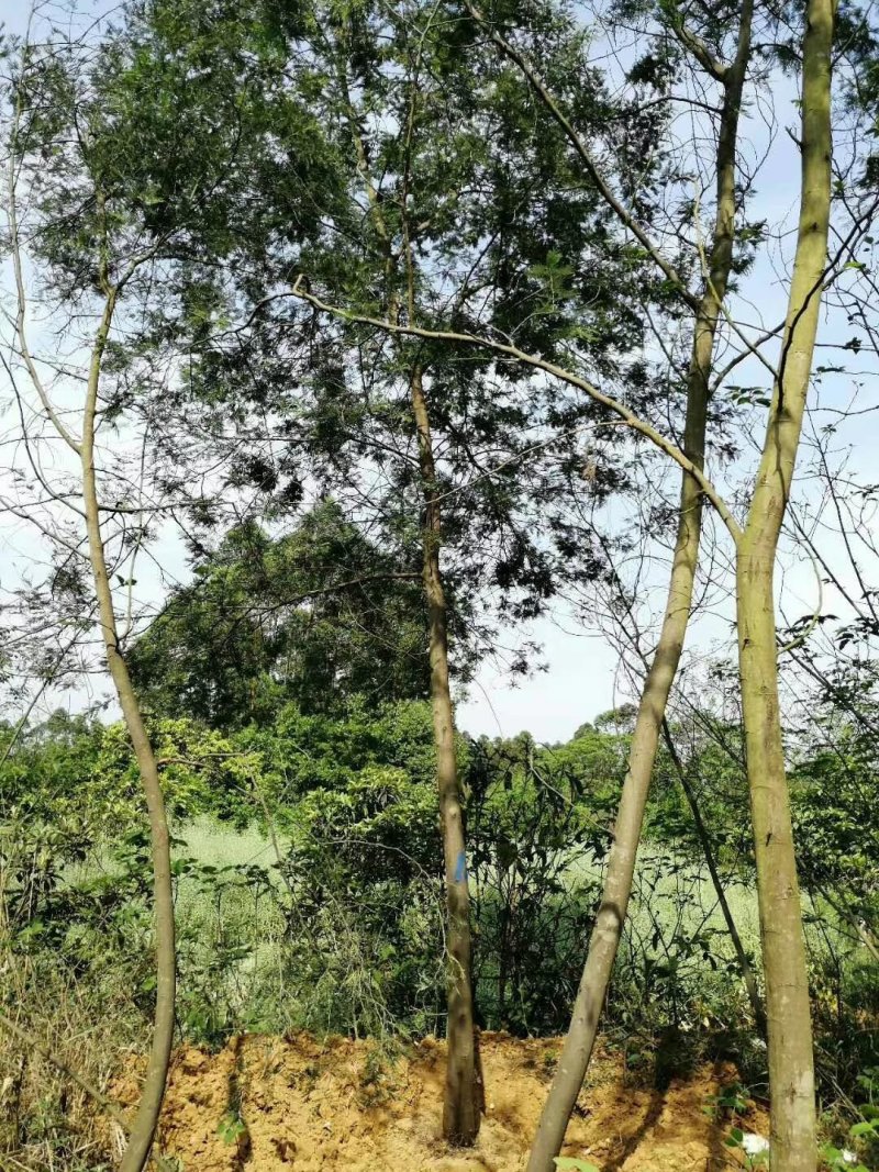 金合欢，四川金合欢基地出售，成都金合欢批发价格
