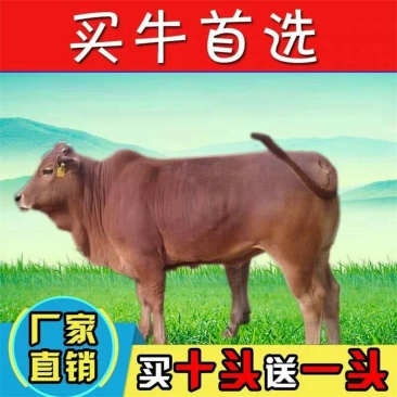 南阳牛犊技术指导免费运输负责回收