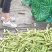 蚕豆过两天开始收第二次了，全国发货
