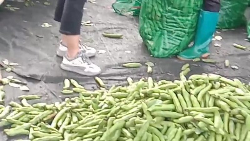 蚕豆过两天开始收第二次了，全国发货