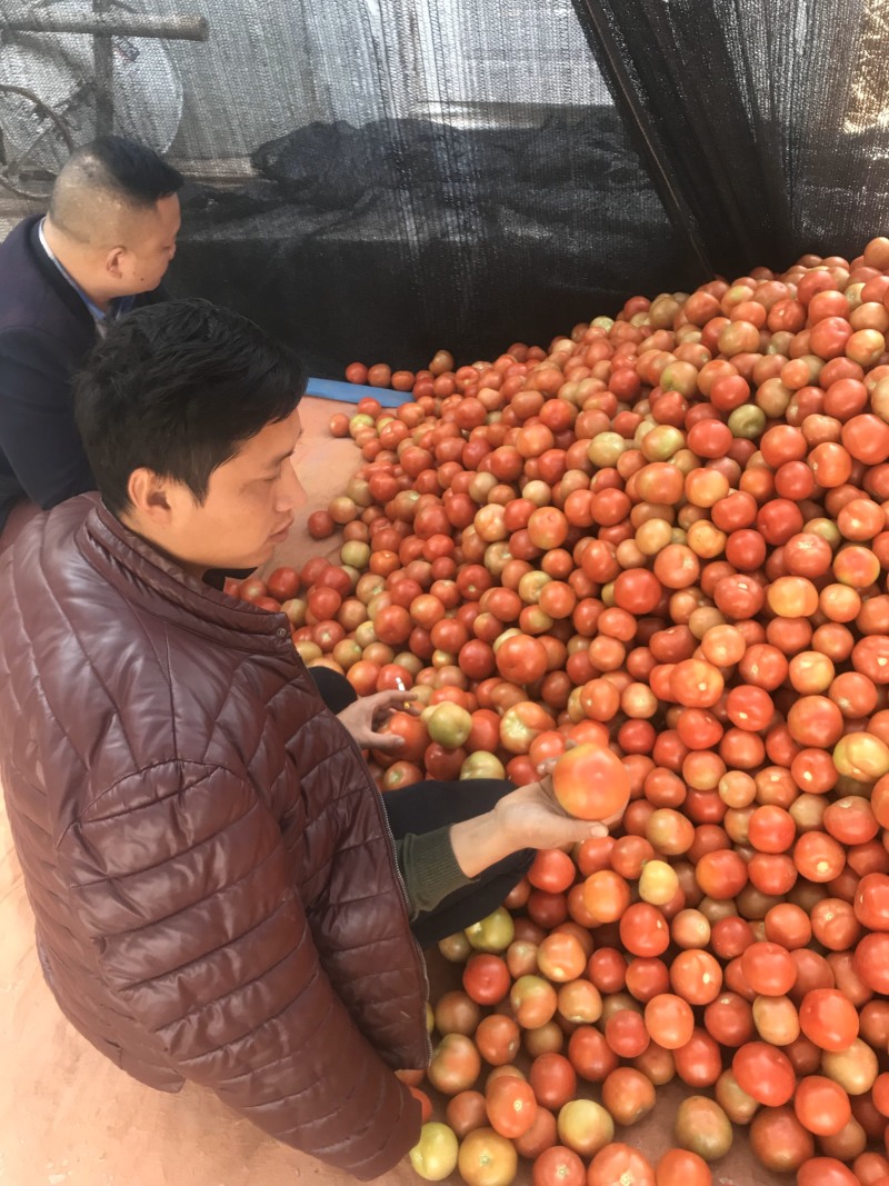 精品小果番茄（红果）产地直发诚信代办代发
