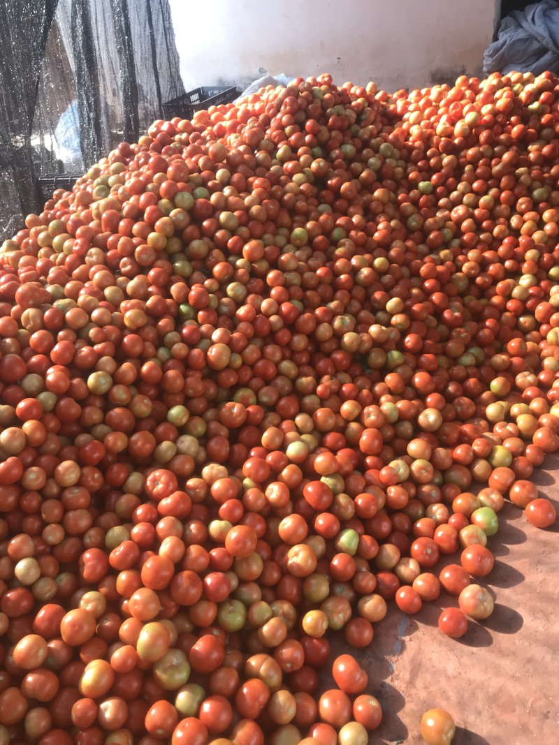 精品小果番茄（红果）产地直发诚信代办代发