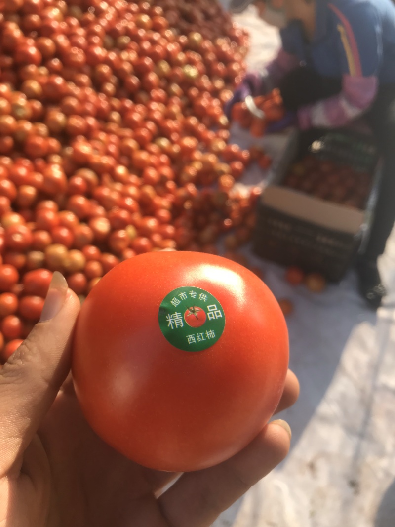 精品小果番茄（红果）产地直发诚信代办代发