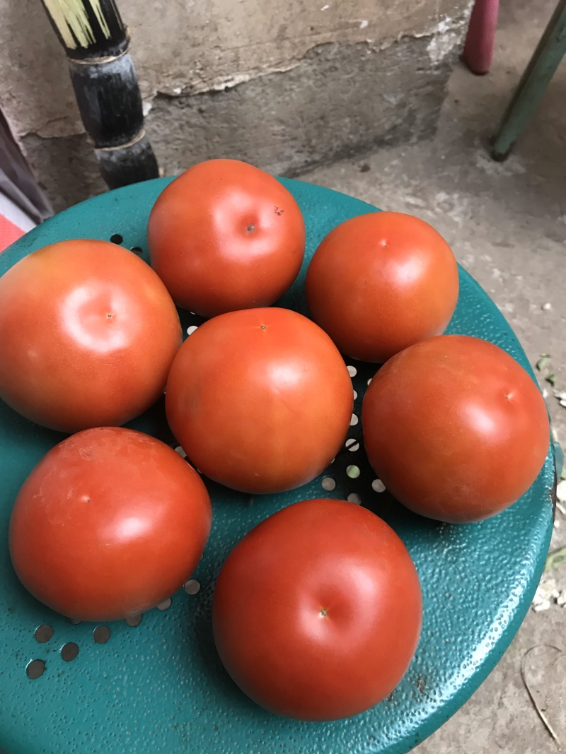 精品小果番茄（红果）产地直发诚信代办代发