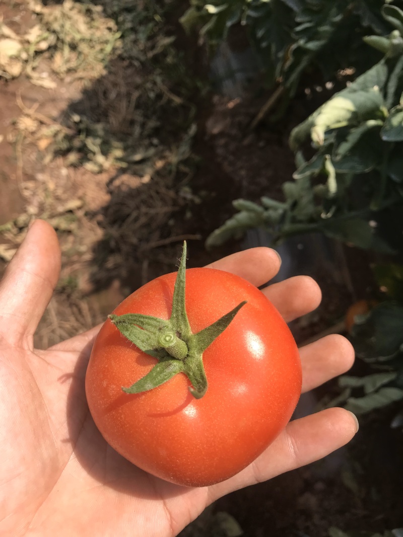 精品小果番茄（红果）产地直发诚信代办代发