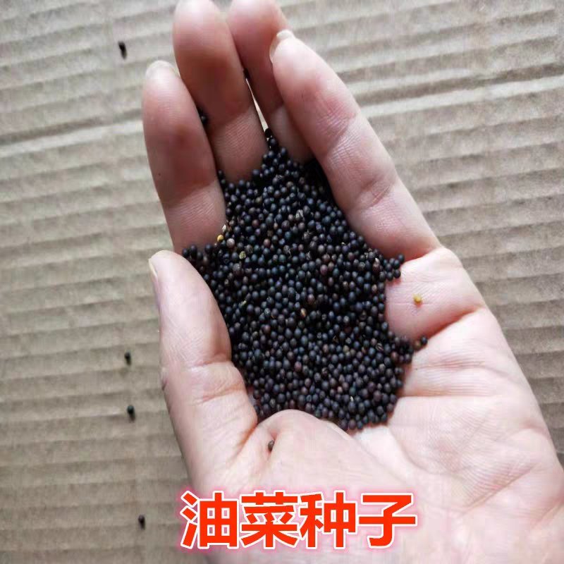 油菜籽观赏油菜花种子油菜种子高产榨油油菜籽北方耐寒牧草