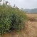 红叶石楠条子园林绿化工程用苗常绿植物