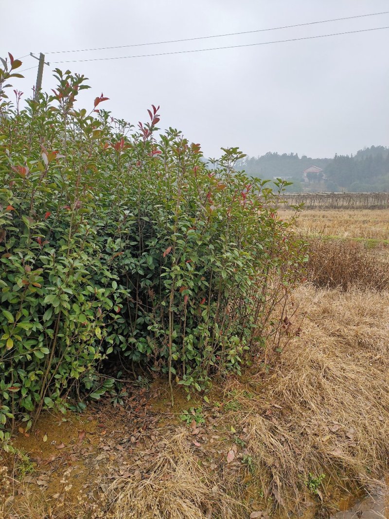 红叶石楠条子园林绿化工程用苗常绿植物