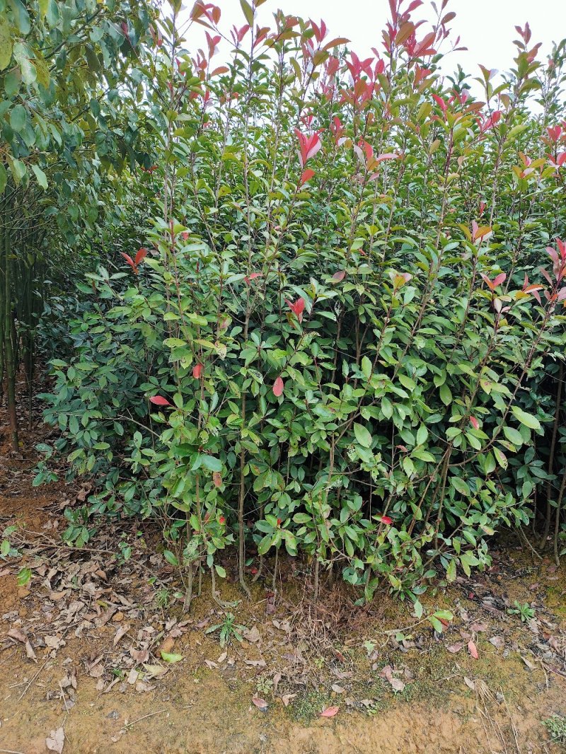 红叶石楠条子园林绿化工程用苗常绿植物