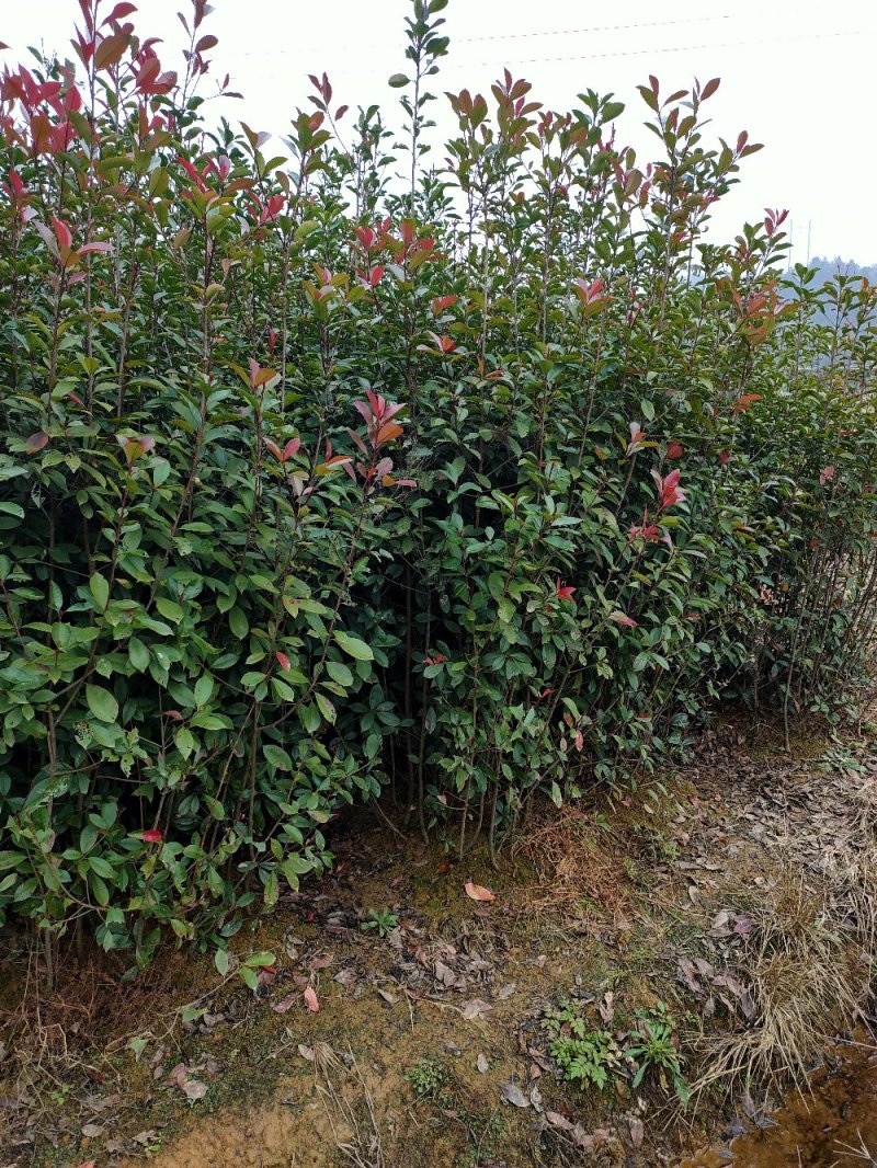 红叶石楠条子园林绿化工程用苗常绿植物