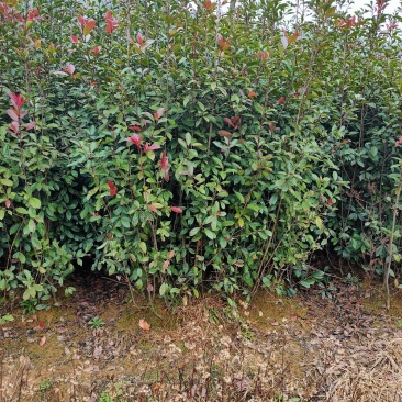 红叶石楠条子园林绿化工程用苗常绿植物