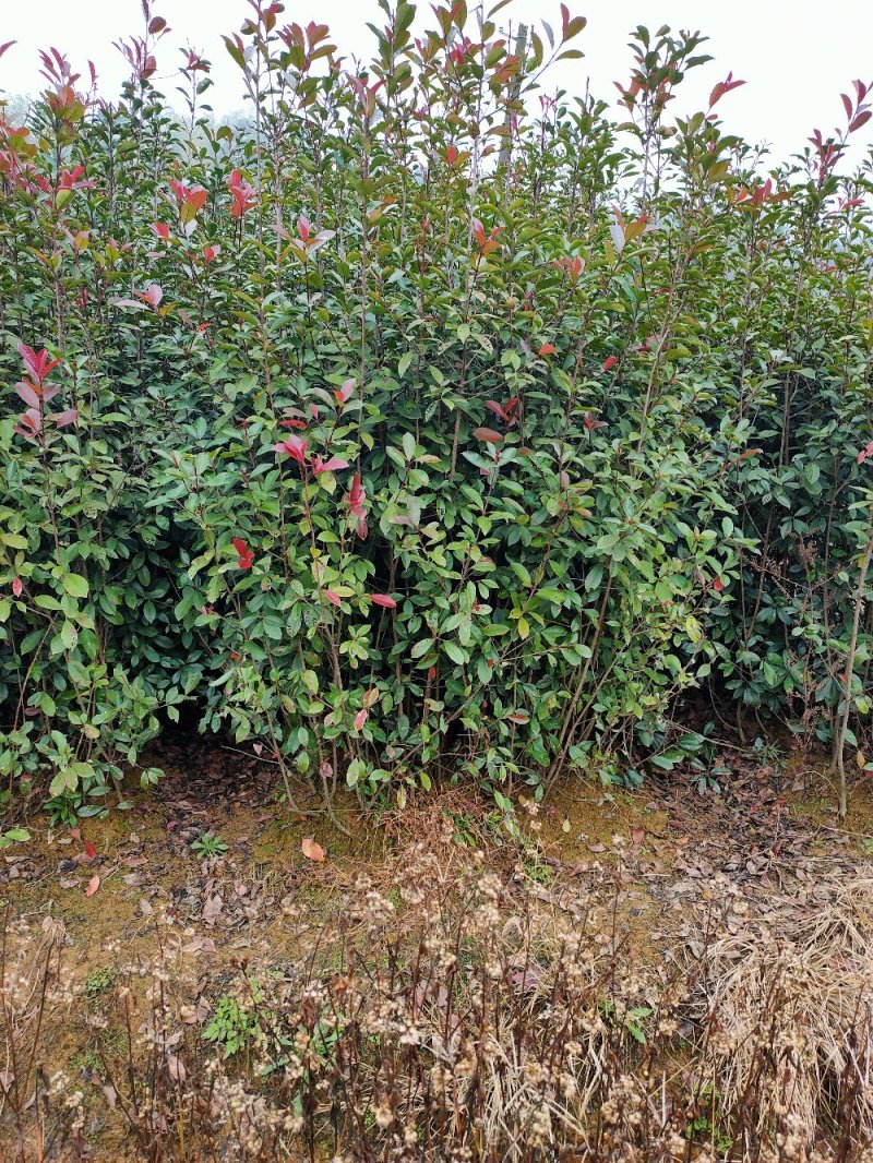 红叶石楠条子园林绿化工程用苗常绿植物