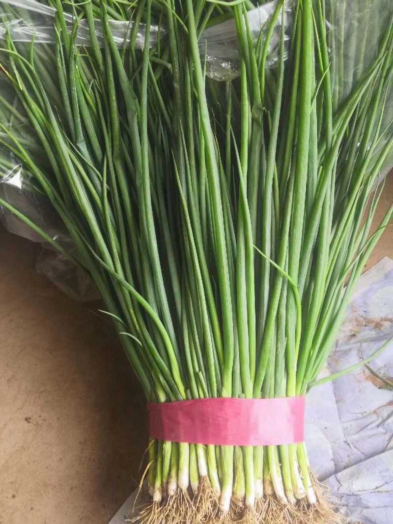 邯郸南大堡蔬菜物流园小葱45~50cm