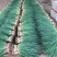 邯郸南大堡蔬菜物流园小葱45~50cm