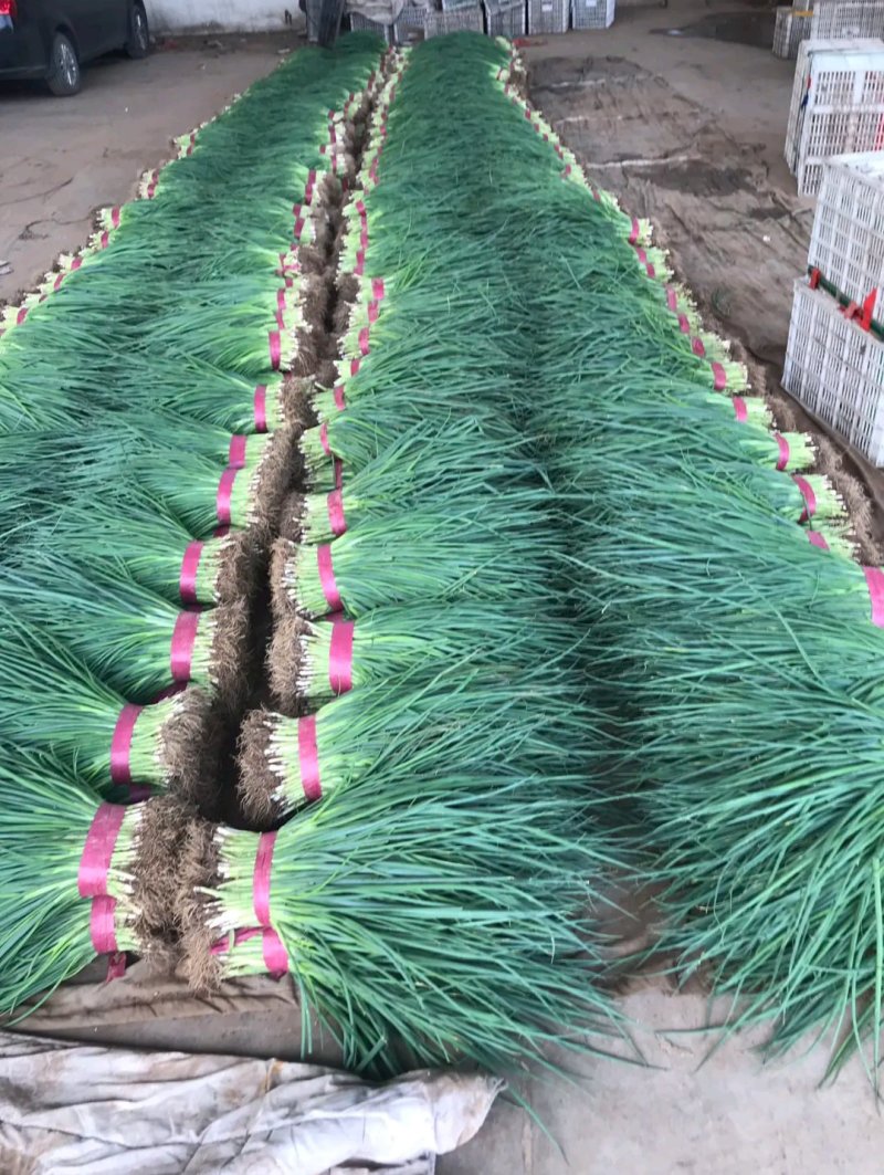 邯郸南大堡蔬菜物流园小葱45~50cm
