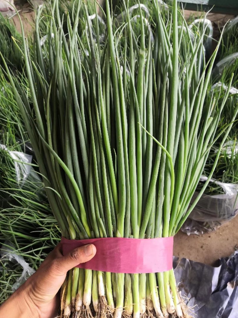 邯郸南大堡蔬菜物流园小葱45~50cm