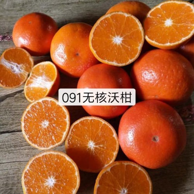 091无核沃柑苗无籽柑橘苗沃柑树苗无核沃柑柑橘苗