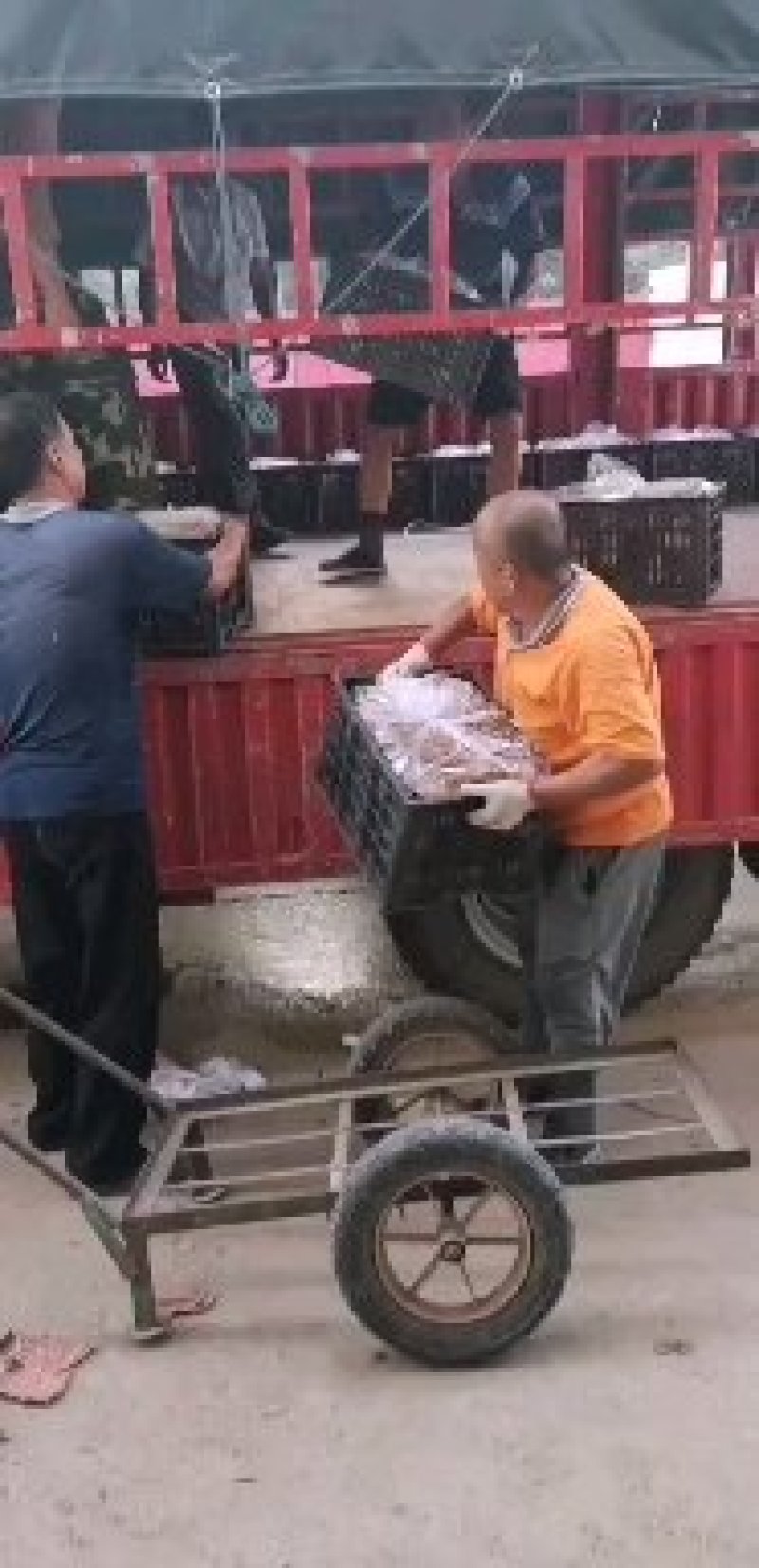 供应一级纸袋绿宝石梨/一件代发产地供货各种订单专业加工