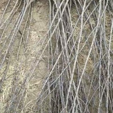基地直销包品种量大从优西门李子树苗适合南北种植