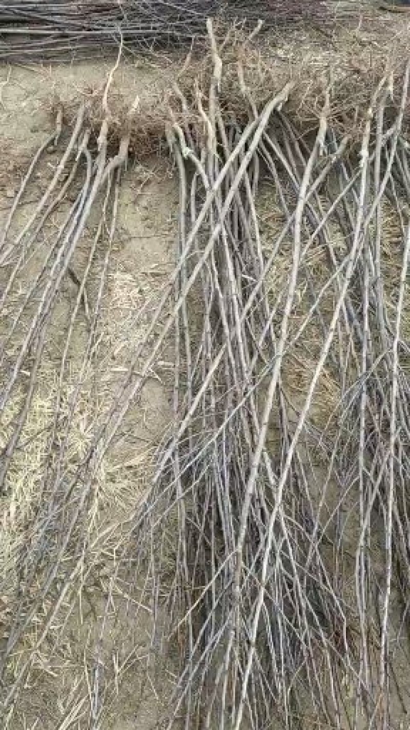基地直销包品种量大从优西门李子树苗适合南北种植