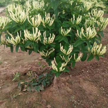 金丰一号金银花金银花苗