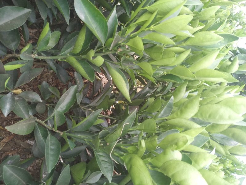 【有好货】阿尔及利亚夏橙苗/地苗/杯苗假一赔百